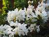 Rhododendron Cunningham's White 